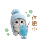スコティッシュ猫 可愛い水色帽 優しい日常（個別スタンプ：26）