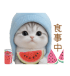 スコティッシュ猫 可愛い水色帽 優しい日常（個別スタンプ：27）