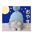 スコティッシュ猫 可愛い水色帽 優しい日常（個別スタンプ：31）