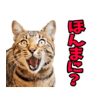 ずっと使える☆関西弁にゃんこ（個別スタンプ：1）