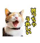 ずっと使える☆関西弁にゃんこ（個別スタンプ：2）