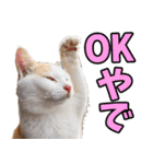 ずっと使える☆関西弁にゃんこ（個別スタンプ：4）