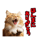 ずっと使える☆関西弁にゃんこ（個別スタンプ：6）