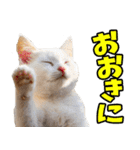 ずっと使える☆関西弁にゃんこ（個別スタンプ：7）