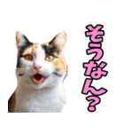ずっと使える☆関西弁にゃんこ（個別スタンプ：9）