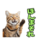 ずっと使える☆関西弁にゃんこ（個別スタンプ：10）
