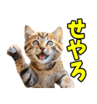 ずっと使える☆関西弁にゃんこ（個別スタンプ：12）