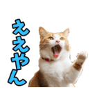 ずっと使える☆関西弁にゃんこ（個別スタンプ：13）