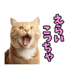 ずっと使える☆関西弁にゃんこ（個別スタンプ：14）