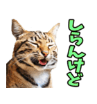 ずっと使える☆関西弁にゃんこ（個別スタンプ：15）
