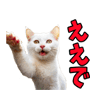 ずっと使える☆関西弁にゃんこ（個別スタンプ：16）
