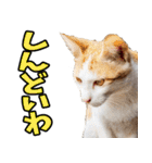ずっと使える☆関西弁にゃんこ（個別スタンプ：17）