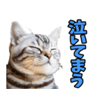 ずっと使える☆関西弁にゃんこ（個別スタンプ：18）