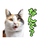 ずっと使える☆関西弁にゃんこ（個別スタンプ：19）
