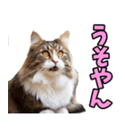 ずっと使える☆関西弁にゃんこ（個別スタンプ：20）