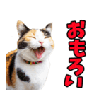ずっと使える☆関西弁にゃんこ（個別スタンプ：22）