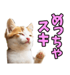 ずっと使える☆関西弁にゃんこ（個別スタンプ：24）
