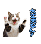 ずっと使える☆関西弁にゃんこ（個別スタンプ：26）