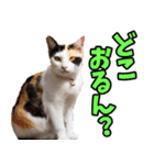 ずっと使える☆関西弁にゃんこ（個別スタンプ：30）