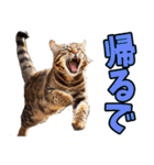 ずっと使える☆関西弁にゃんこ（個別スタンプ：31）