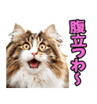 ずっと使える☆関西弁にゃんこ（個別スタンプ：32）