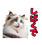 ずっと使える☆関西弁にゃんこ（個別スタンプ：33）