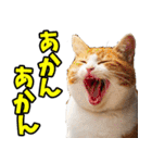 ずっと使える☆関西弁にゃんこ（個別スタンプ：34）