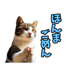 ずっと使える☆関西弁にゃんこ（個別スタンプ：35）