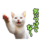 ずっと使える☆関西弁にゃんこ（個別スタンプ：36）