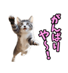 ずっと使える☆関西弁にゃんこ（個別スタンプ：37）