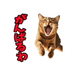 ずっと使える☆関西弁にゃんこ（個別スタンプ：38）