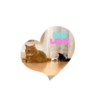 ワン☆ニャンズ（個別スタンプ：3）
