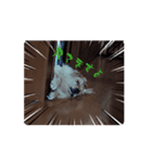 レオ∞レオニ（個別スタンプ：3）