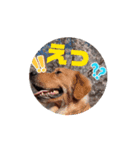 レオ∞レオニ（個別スタンプ：6）