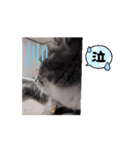 マロンの日常 11.10（個別スタンプ：8）