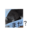 マロンの日常 11.10（個別スタンプ：12）