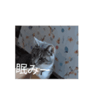 マロンの日常 11.10（個別スタンプ：15）