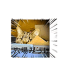 笑う猫シャワー（個別スタンプ：4）