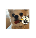 動く！！私の家のこたけくん（個別スタンプ：1）