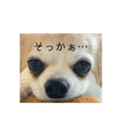 動く！！私の家のこたけくん（個別スタンプ：3）