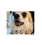 動く！！私の家のこたけくん（個別スタンプ：5）