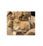 動く！！私の家のこたけくん（個別スタンプ：6）