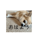 動く！！私の家のこたけくん（個別スタンプ：7）
