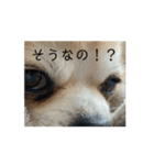動く！！私の家のこたけくん（個別スタンプ：9）