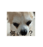 動く！！私の家のこたけくん（個別スタンプ：10）