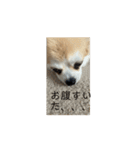 動く！！私の家のこたけくん（個別スタンプ：11）