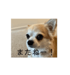 動く！！私の家のこたけくん（個別スタンプ：15）