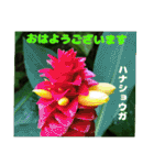 7月のお花で、日々のご挨拶（個別スタンプ：1）