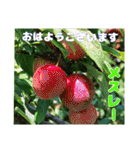 7月のお花で、日々のご挨拶（個別スタンプ：2）