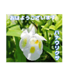 7月のお花で、日々のご挨拶（個別スタンプ：4）